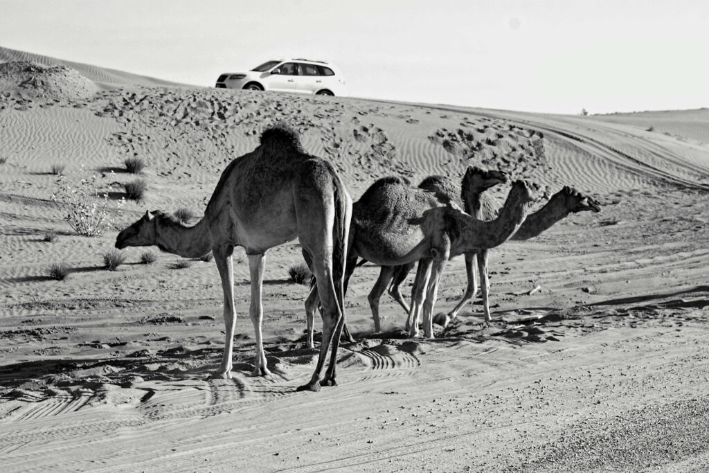 morning vs evening desert safari