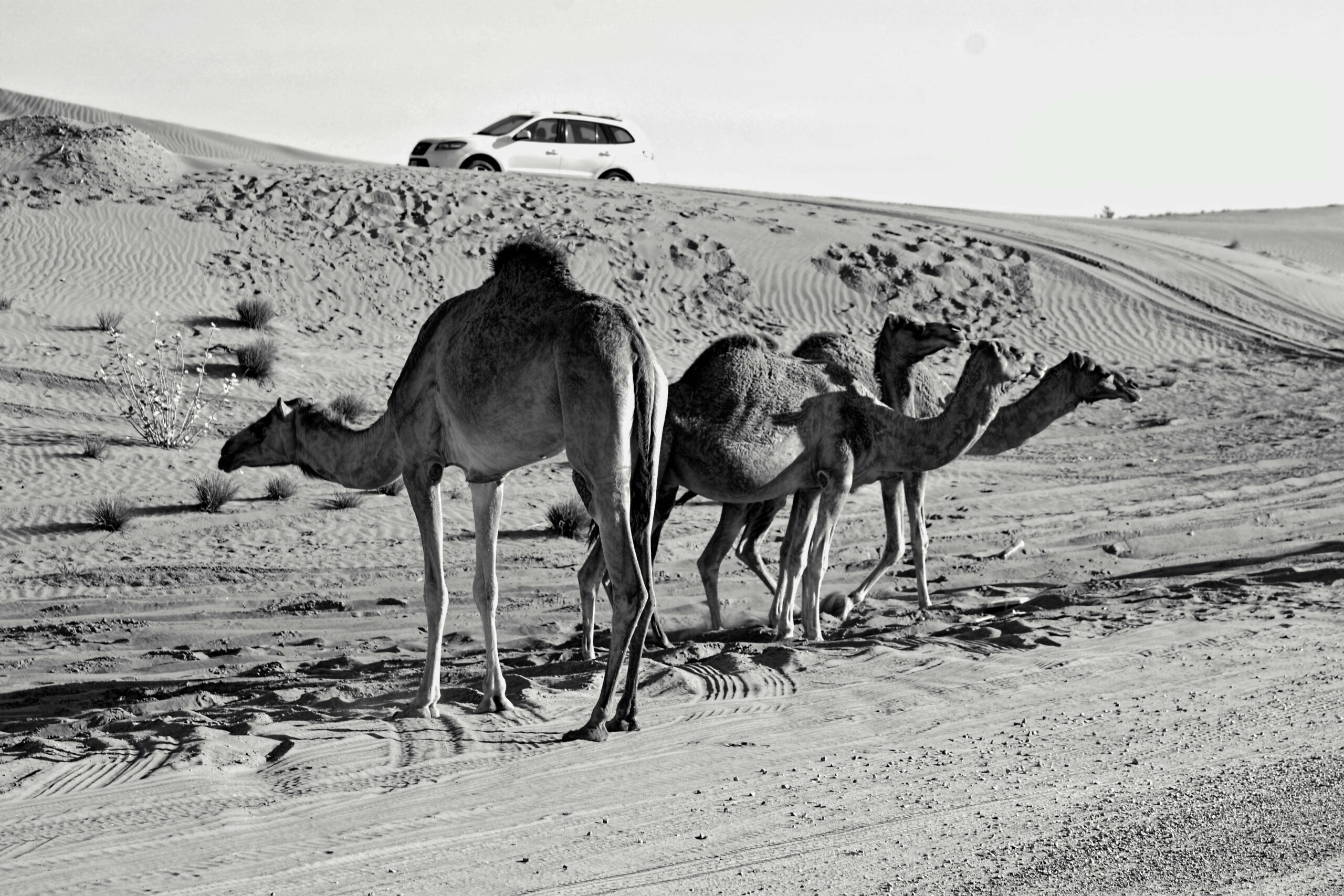 morning vs evening desert safari