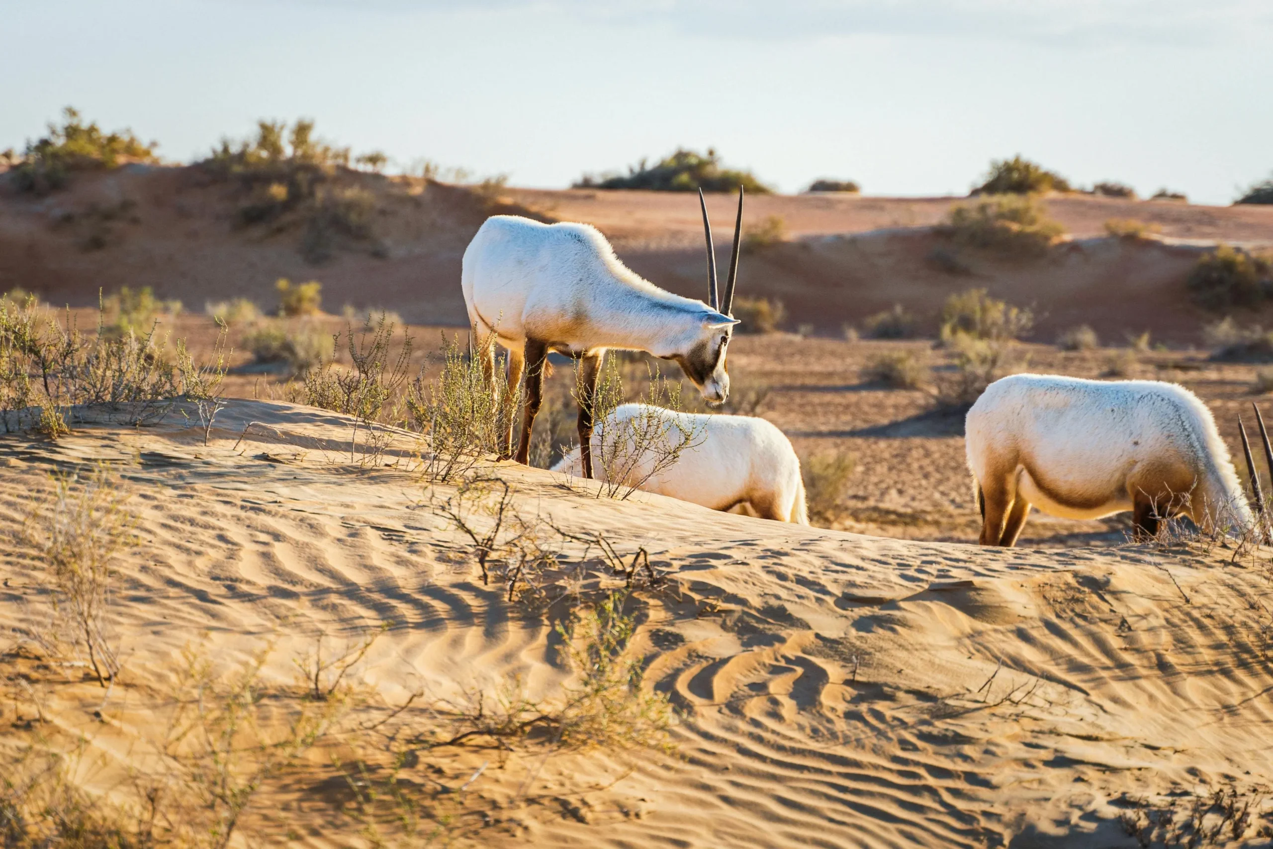 Affordable Dubai Safari Offers